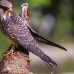 amur falcon