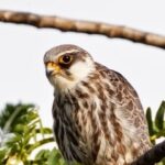 amur falcon